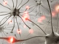 Neurons about.jpg